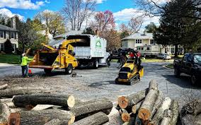 How Our Tree Care Process Works  in Matthews, NC